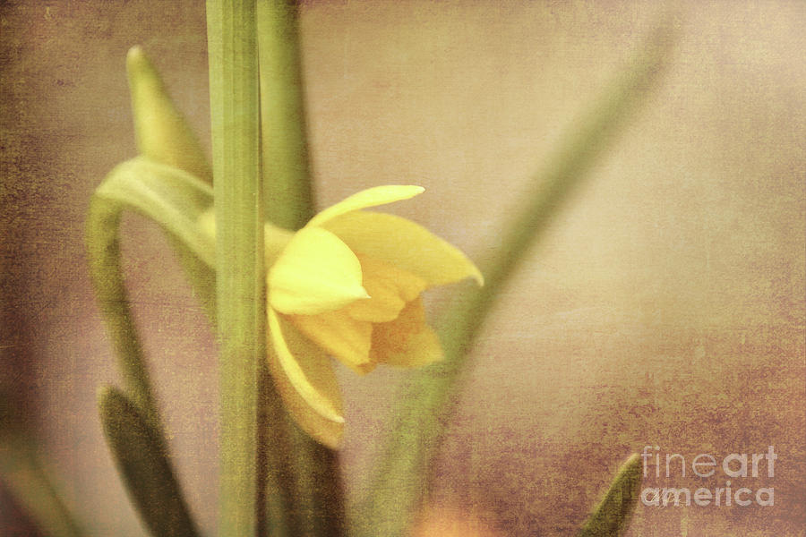 Daffodil Dawn Photograph by Cheryl Rose