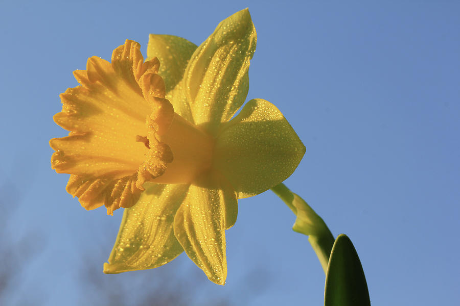 Daffodil Days Photograph