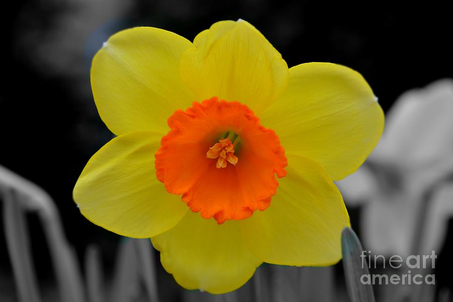 Daffodil Delight  Photograph by Adrian De Leon Art and Photography