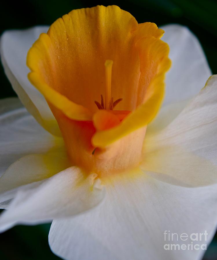 Daffodil Delight Photograph by Debra Banks