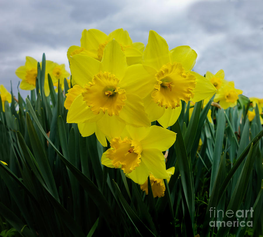 Daffodil Delight Mixed Media