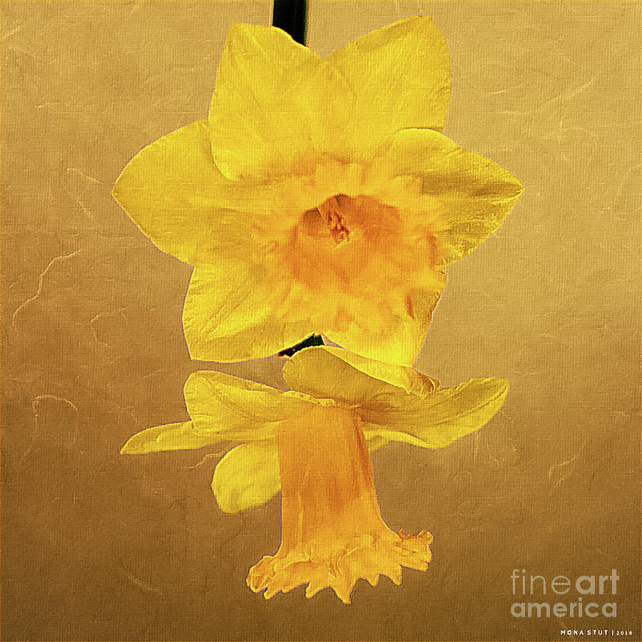 Daffodil Delight Photograph by Mona Stut