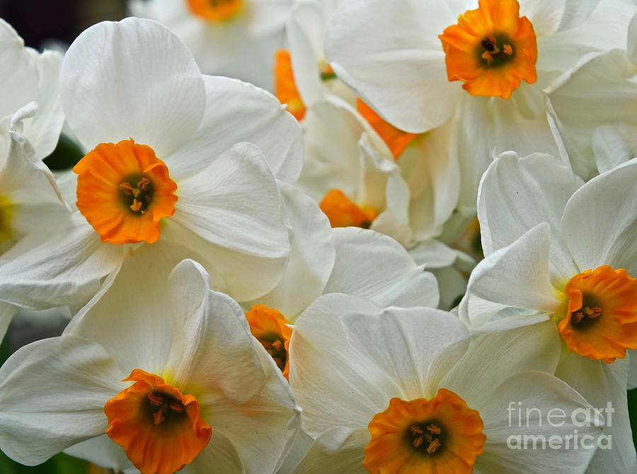 Daffodil Delirium Photograph by Debra Banks