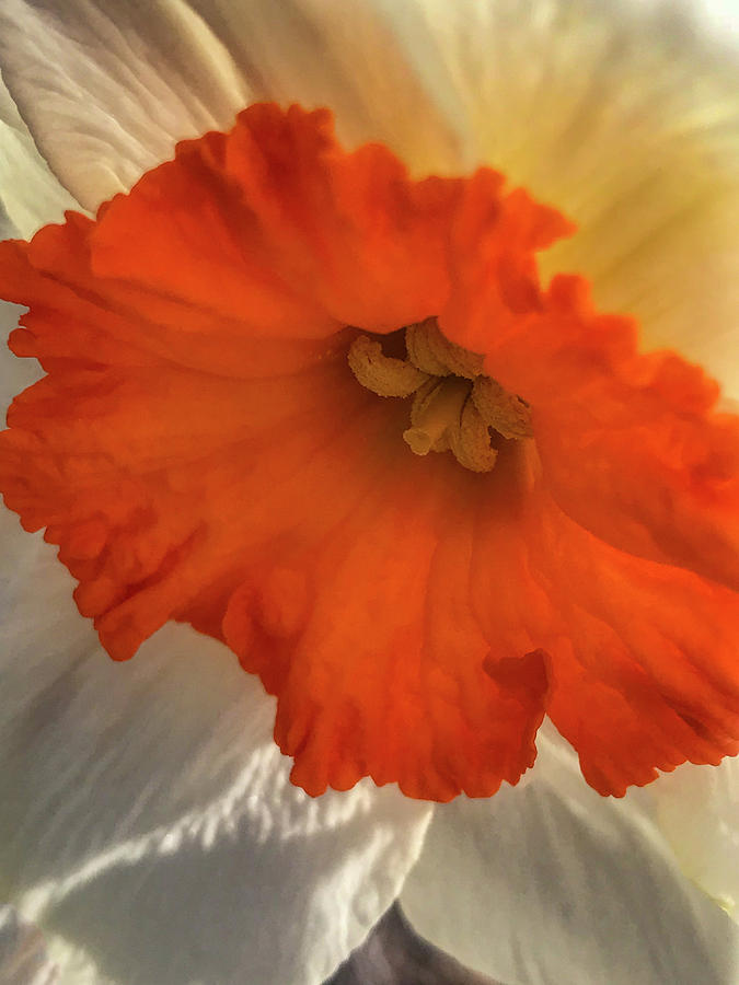 Daffodil Down Photograph by Joseph Yarbrough
