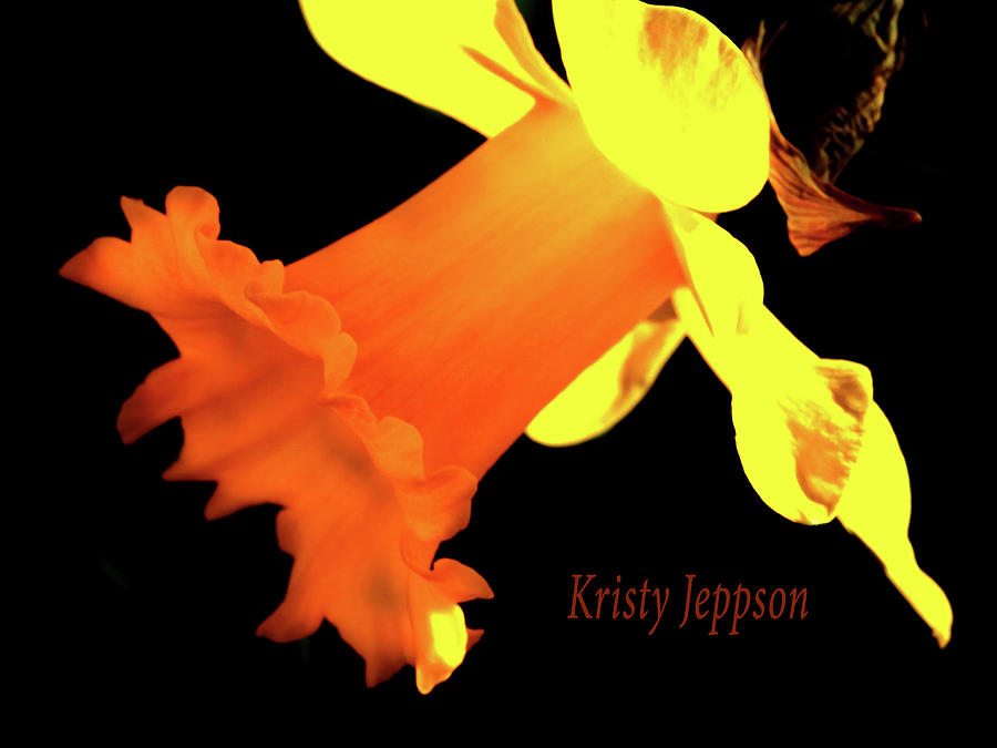 Daffodil Drama Digital Art by Kristy Jeppson