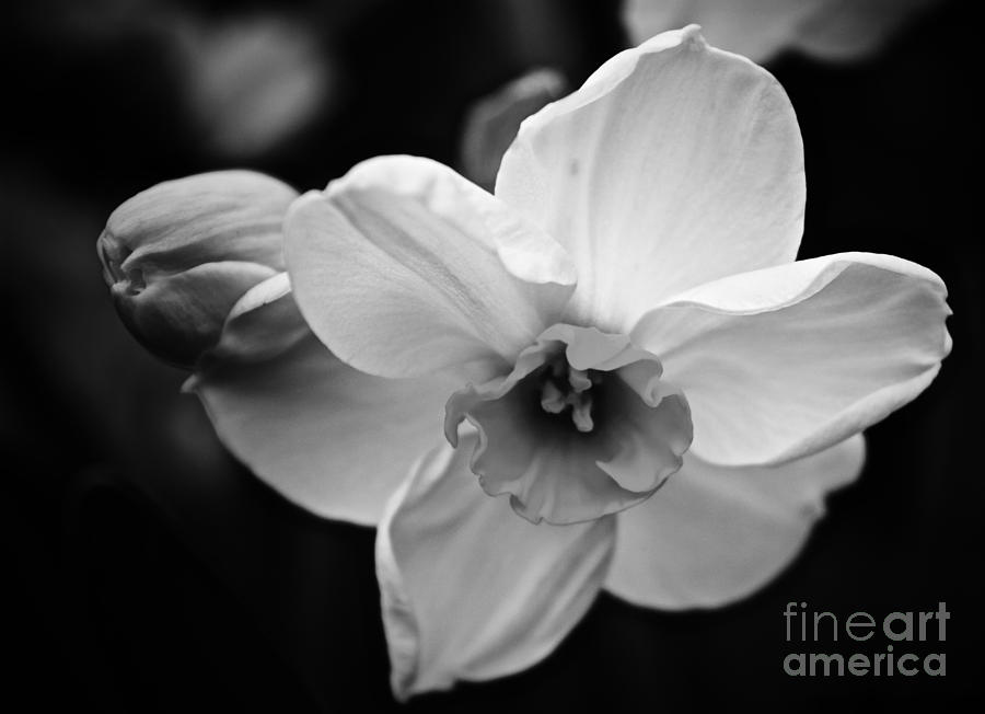 Daffodil Dream Photograph by Debra Banks