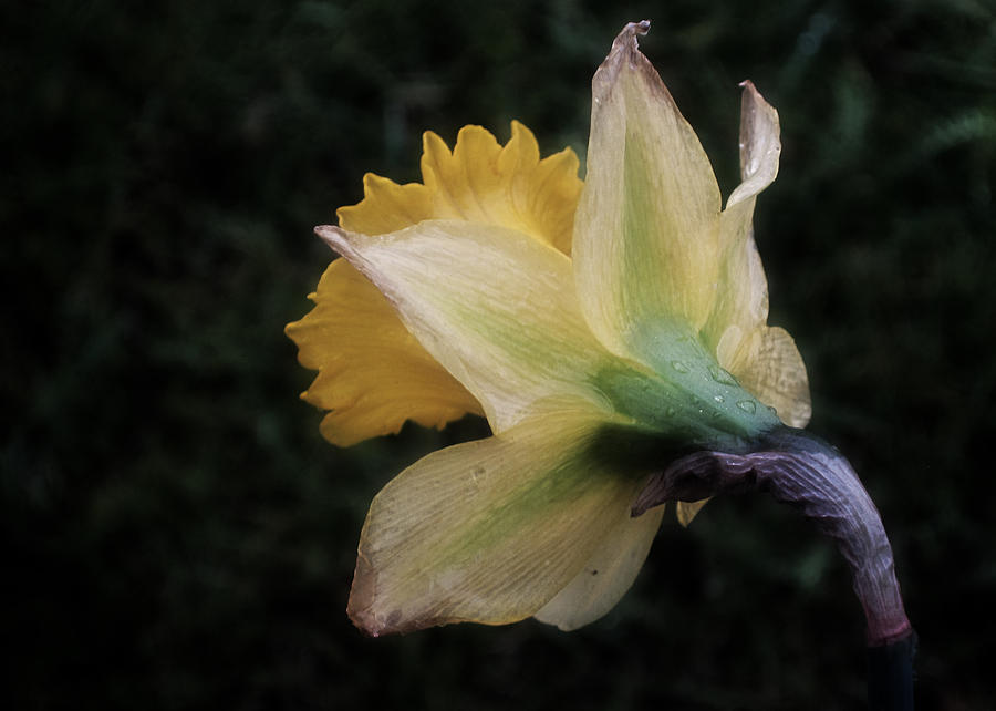 Daffodil Dream Photograph by Richard Cummings