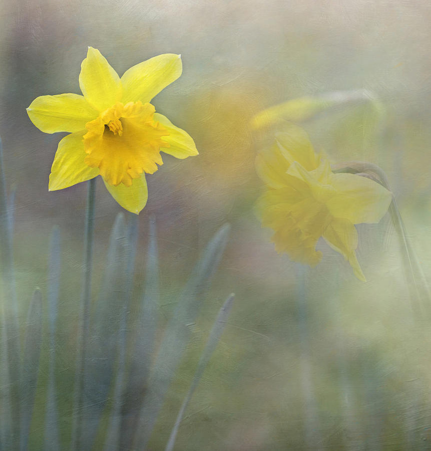 Daffodil Dreams Photograph by Angie Vogel