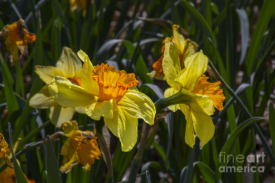 Daffodil Duo Photograph by Barbara Bowen