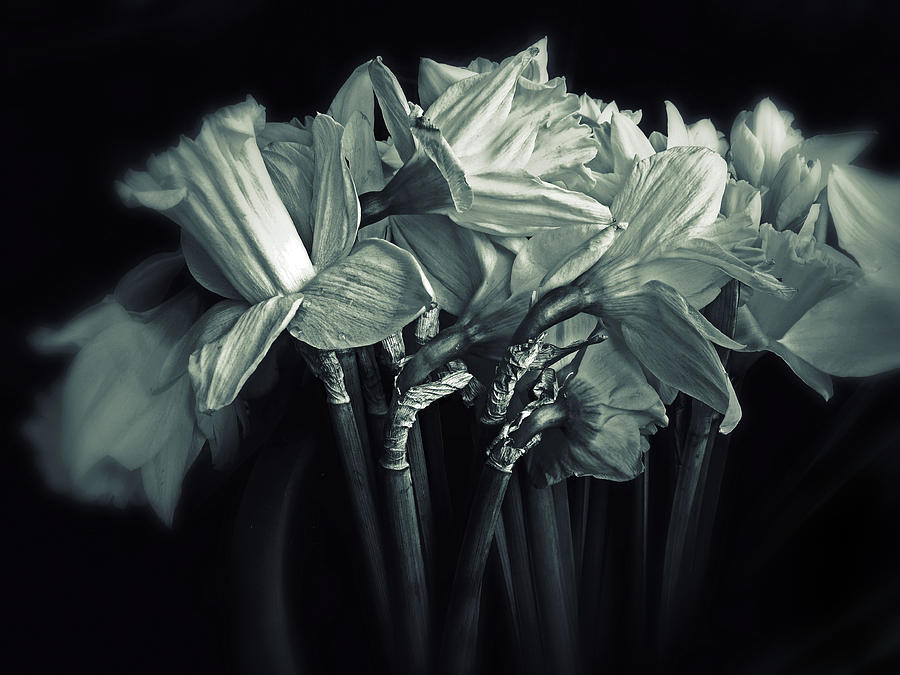 Flower Photograph - Daffodil Duotone by Jessica Jenney