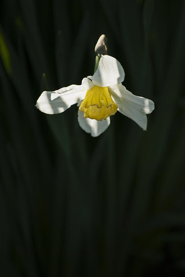Daffodil Photograph by Elsa Santoro