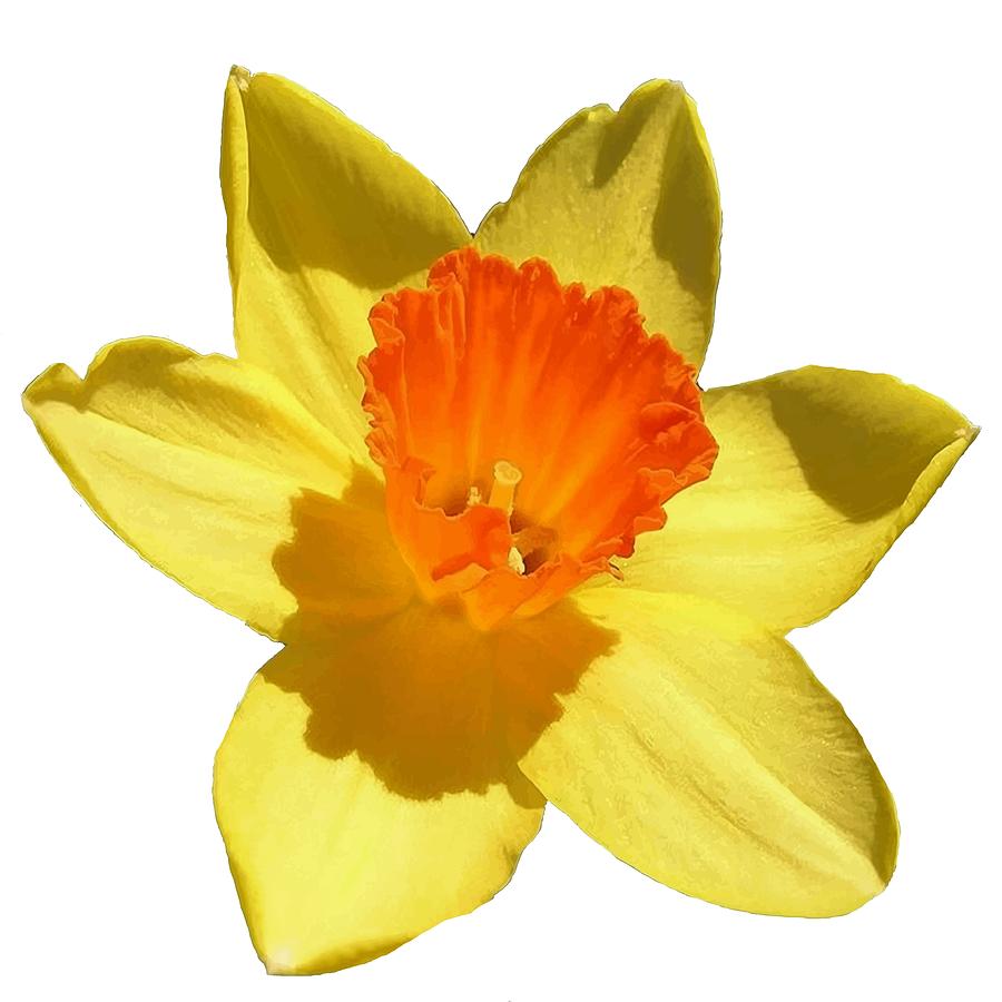 Daffodil Emblem Isolated On White Photograph by Taiche Acrylic Art ...