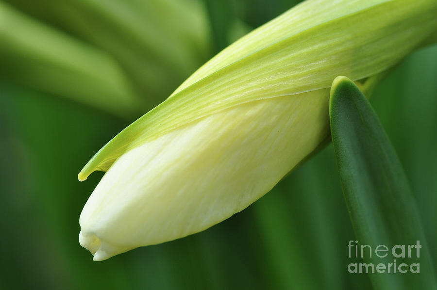 Daffodi Spring Renewal  Photograph by Elaine Manley