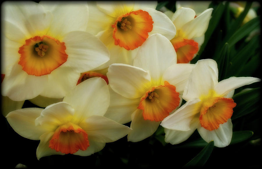 Daffodil Ensemble 2 Photograph by ShaddowCat Arts - Sherry