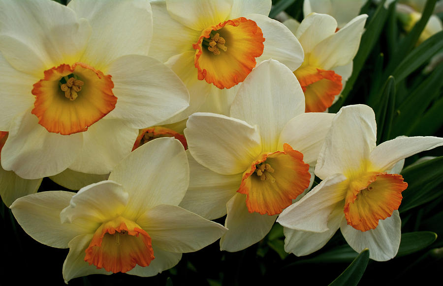 Daffodil Ensemble Photograph by ShaddowCat Arts - Sherry