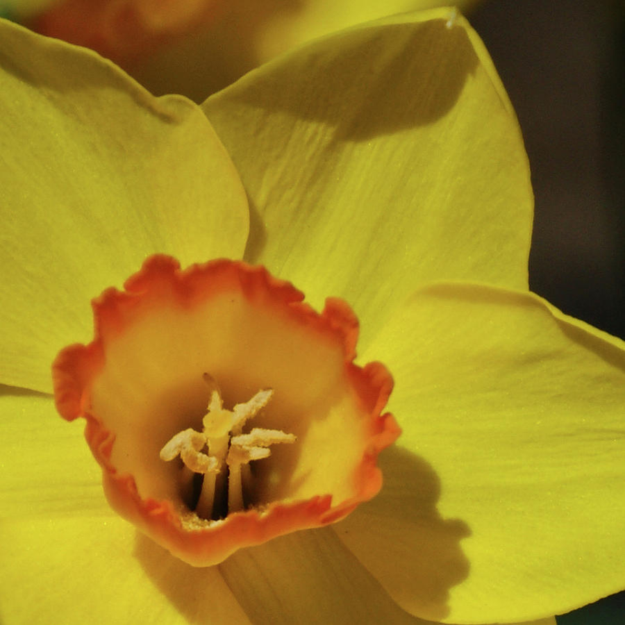 Flower Photograph - Daffodil by Ernest Echols