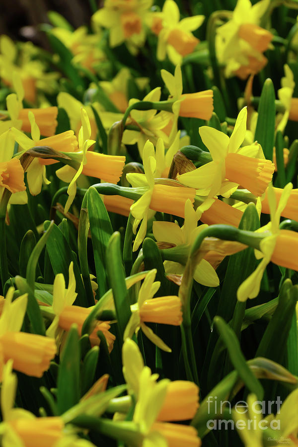Daffodil Family Photograph by Jennifer White