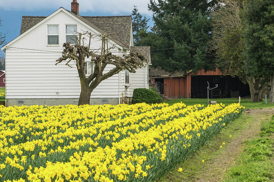 Daffodil Farm House Photograph by Tom Cochran