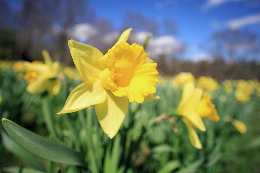 Daffodil Field Photograph by Brian Hale