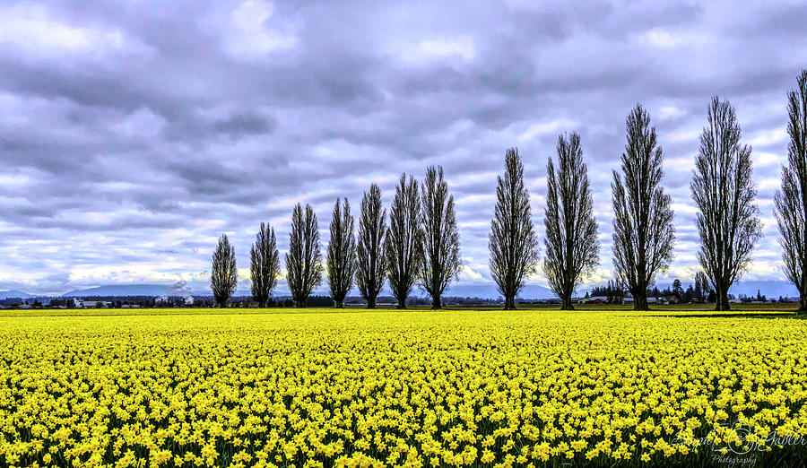 Daffodil Fields Photograph by Steph Gabler