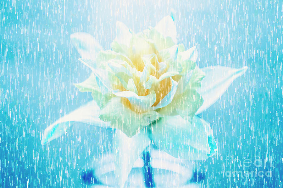 Nature Photograph - Daffodil flower in rain. Digital art by Jorgo Photography