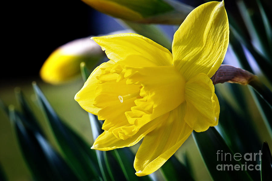 Daffodil Flower Photo Photograph by Gwen Gibson