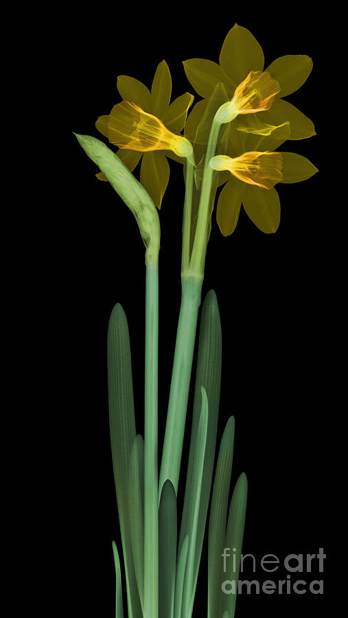 Daffodil Flower, X-ray Photograph by Ted Kinsman