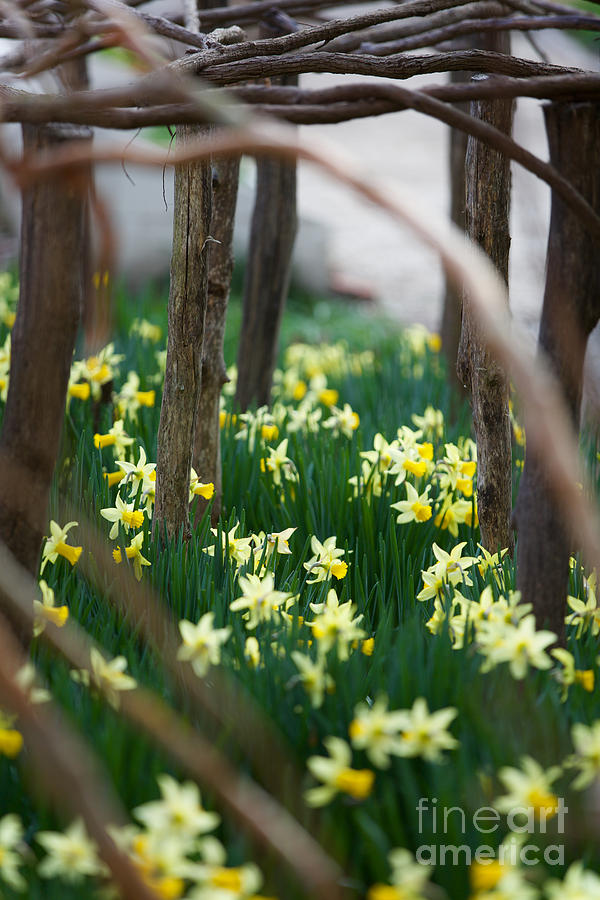Daffodil Flowerbed  Photograph by Rachel Morrison
