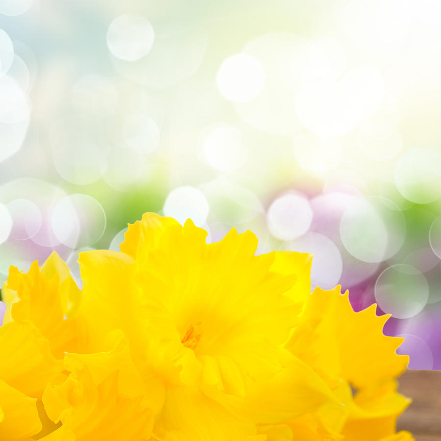Daffodil Flowers Photograph by Anastasy Yarmolovich