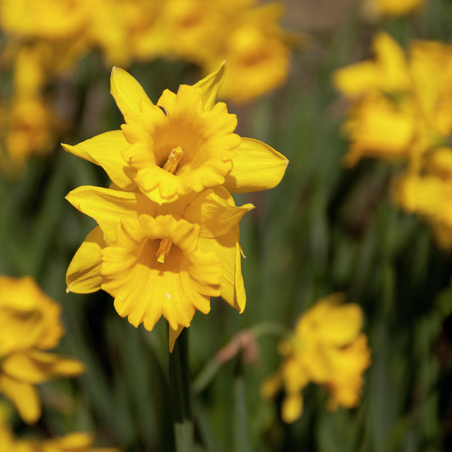 Daffodil Four Photograph by Guy Paterson - Fine Art America