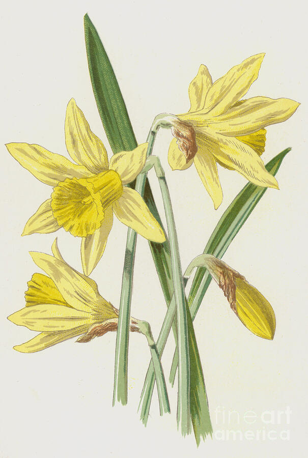 Daffodil Painting by Frederick Edward Hulme - Fine Art America