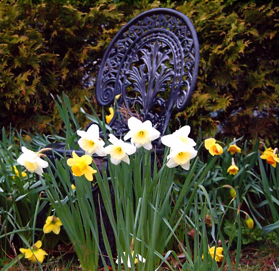 Daffodil Garden Photograph by  Newwwman