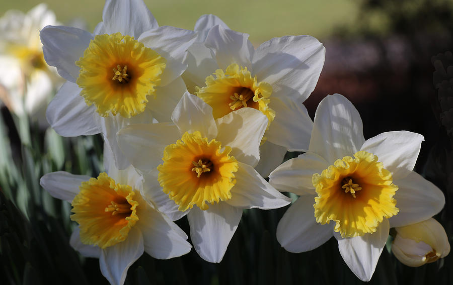 Daffodil Gems Photograph by Tammy Pool