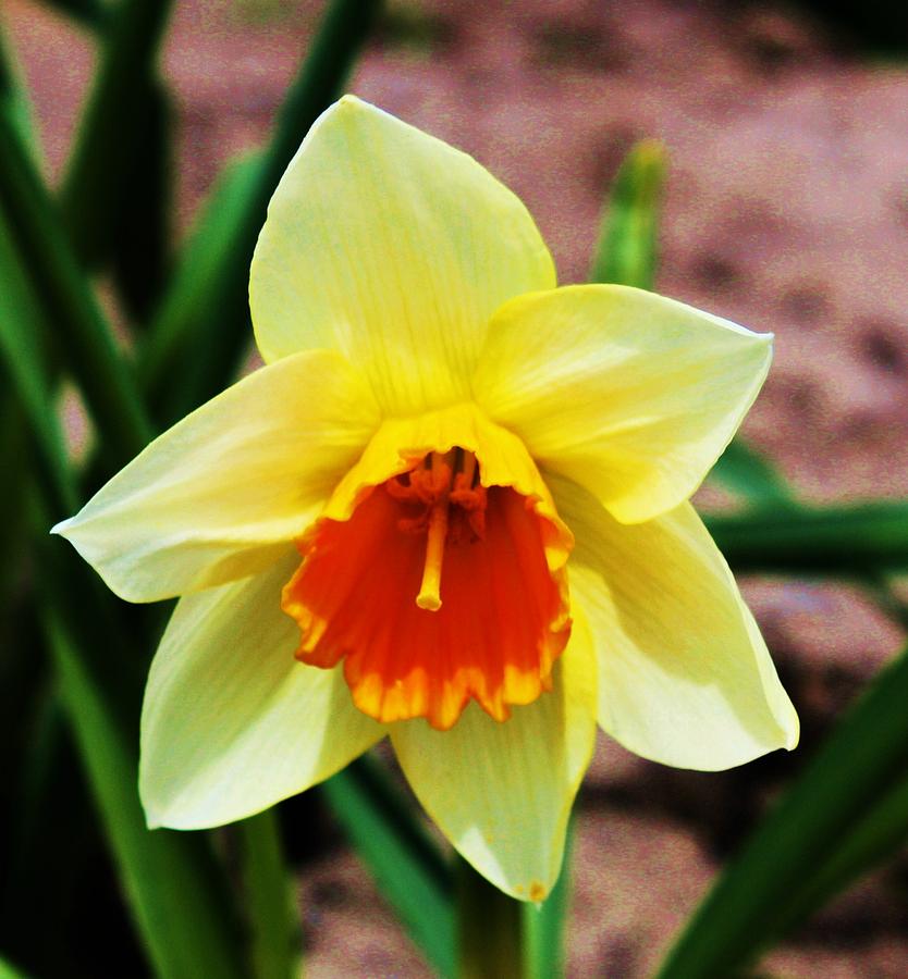 Daffodil Photograph by Russell Barton