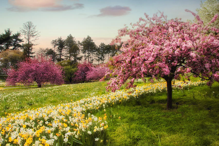 Daffodil Heaven Photograph by Jessica Jenney