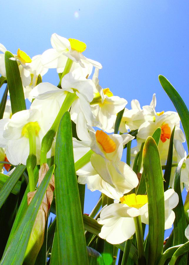 Daffodil Heaven Photograph by M E