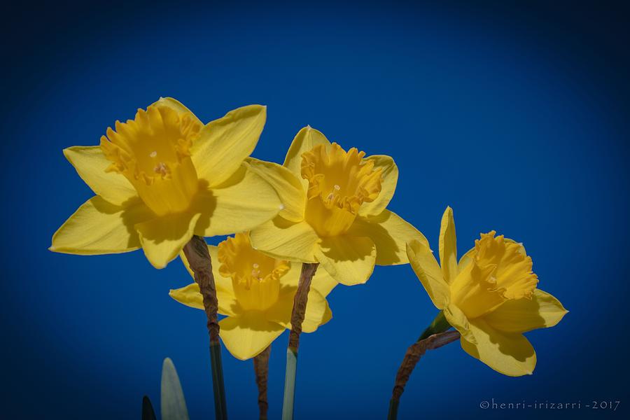 Daffodil Photograph by Henri Irizarri