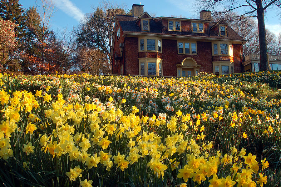Daffodil Hill Photograph by James Kirkikis