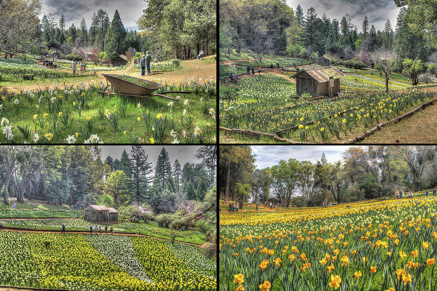 Daffodil Hill Panel 2x2 Photograph by SC Heffner