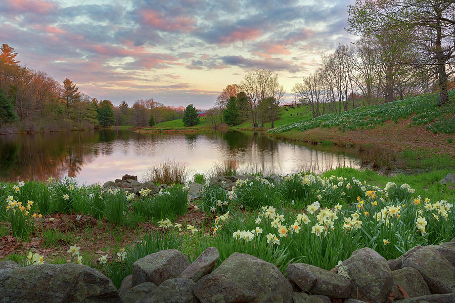 Daffodil Hill Sunset Photograph by Bill Wakeley