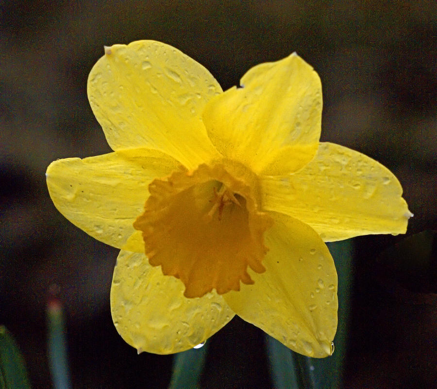 Daffodil I I Photograph by  Newwwman