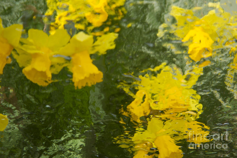 Daffodil Impressions Photograph by Jeanette French