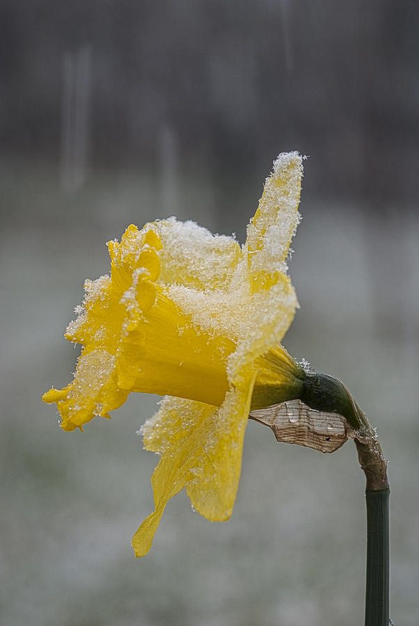 Daffodil in a Snow Storm Photograph by Robert Potts