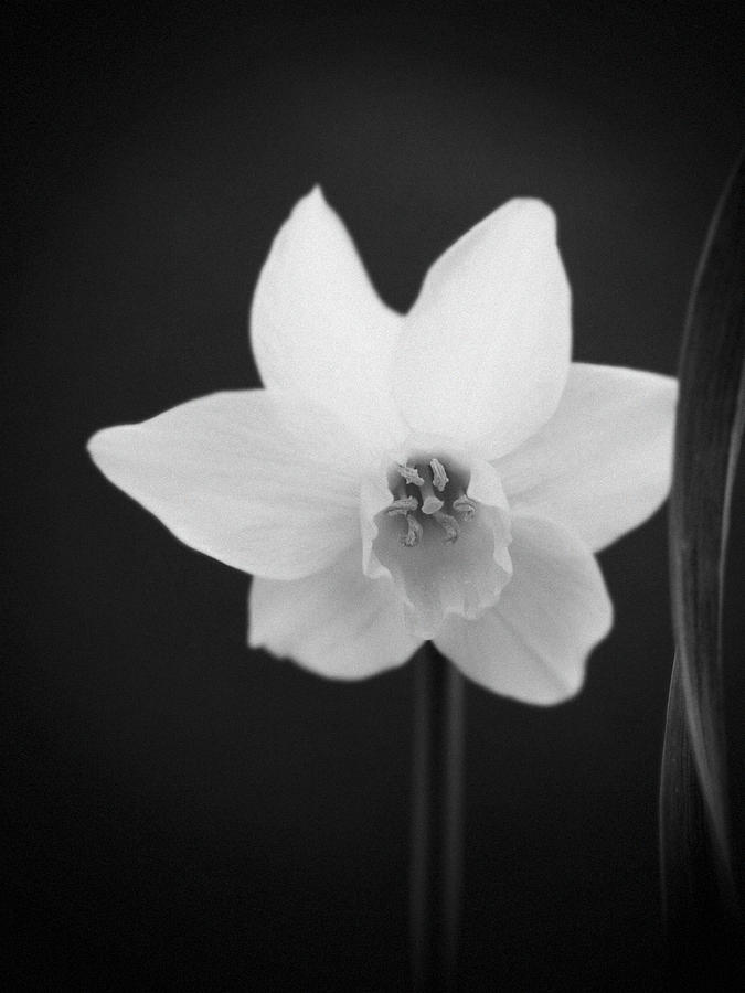 Daffodil In Black And White Photograph by Dorothy Lee