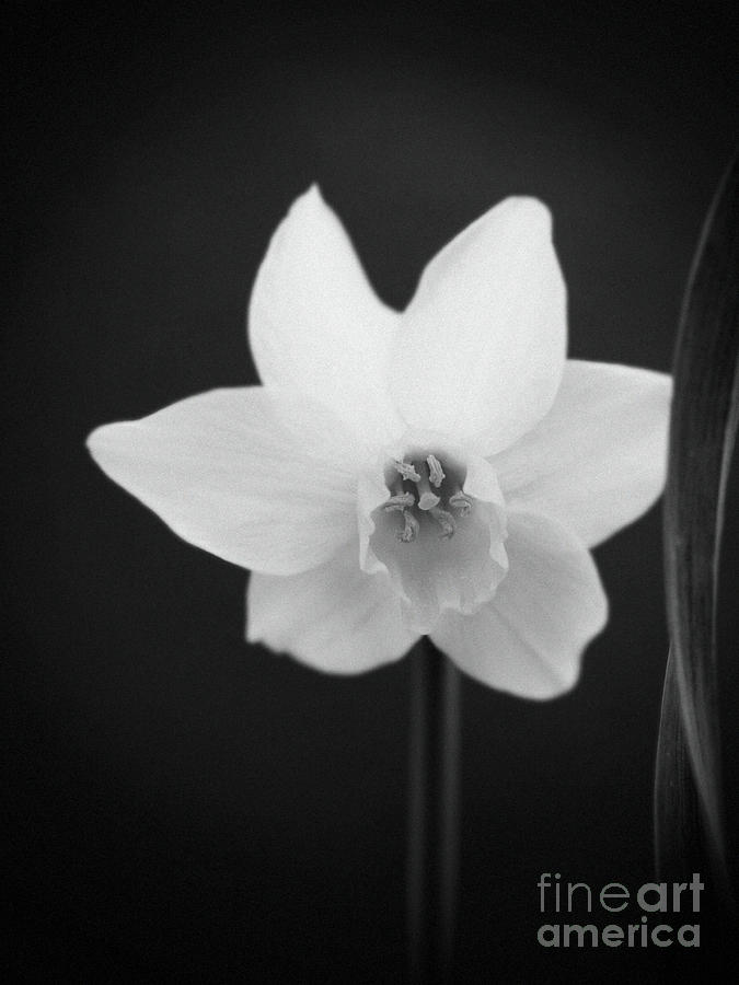Daffodil In Electric Black And White Photograph by Dorothy Lee