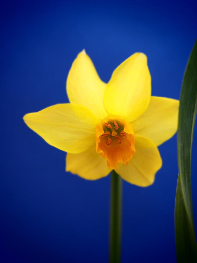 Daffodil In Electric Color Photograph by Dorothy Lee