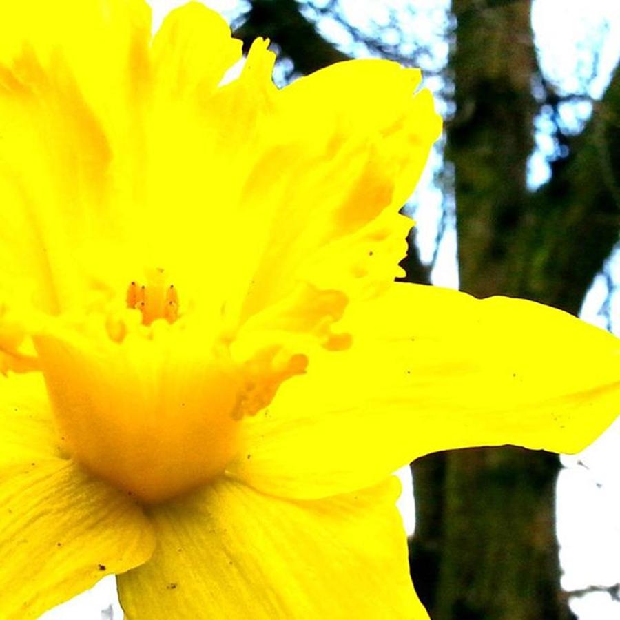 London Photograph - Daffodil In January, One Confused by Elizabeth Whycer