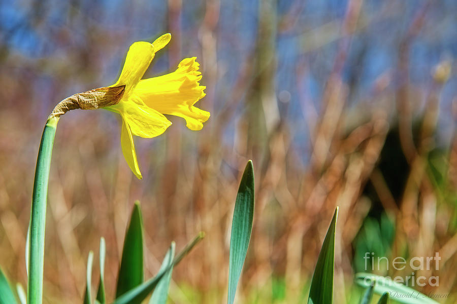 Daffodil in Profile Photograph by David Arment