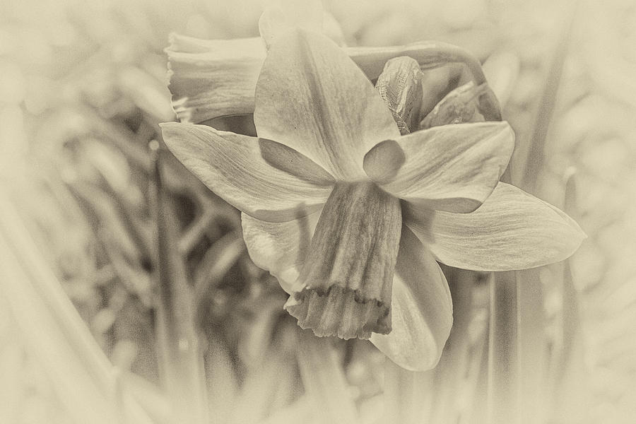 Daffodil In Sepia Photograph by Constantine Gregory