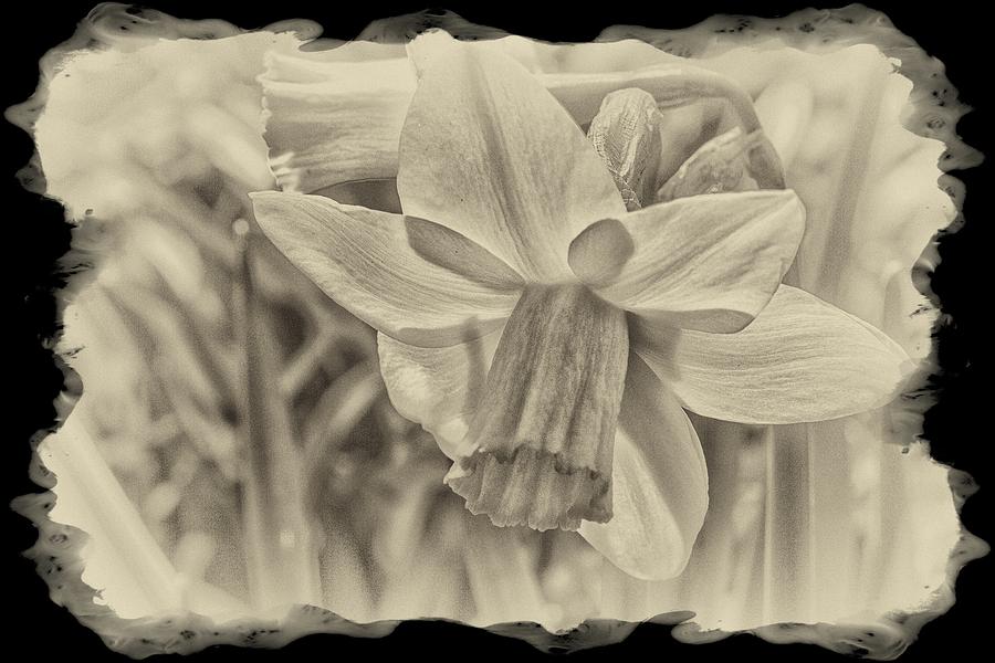 Daffodil In Sepia Framed Photograph by Constantine Gregory
